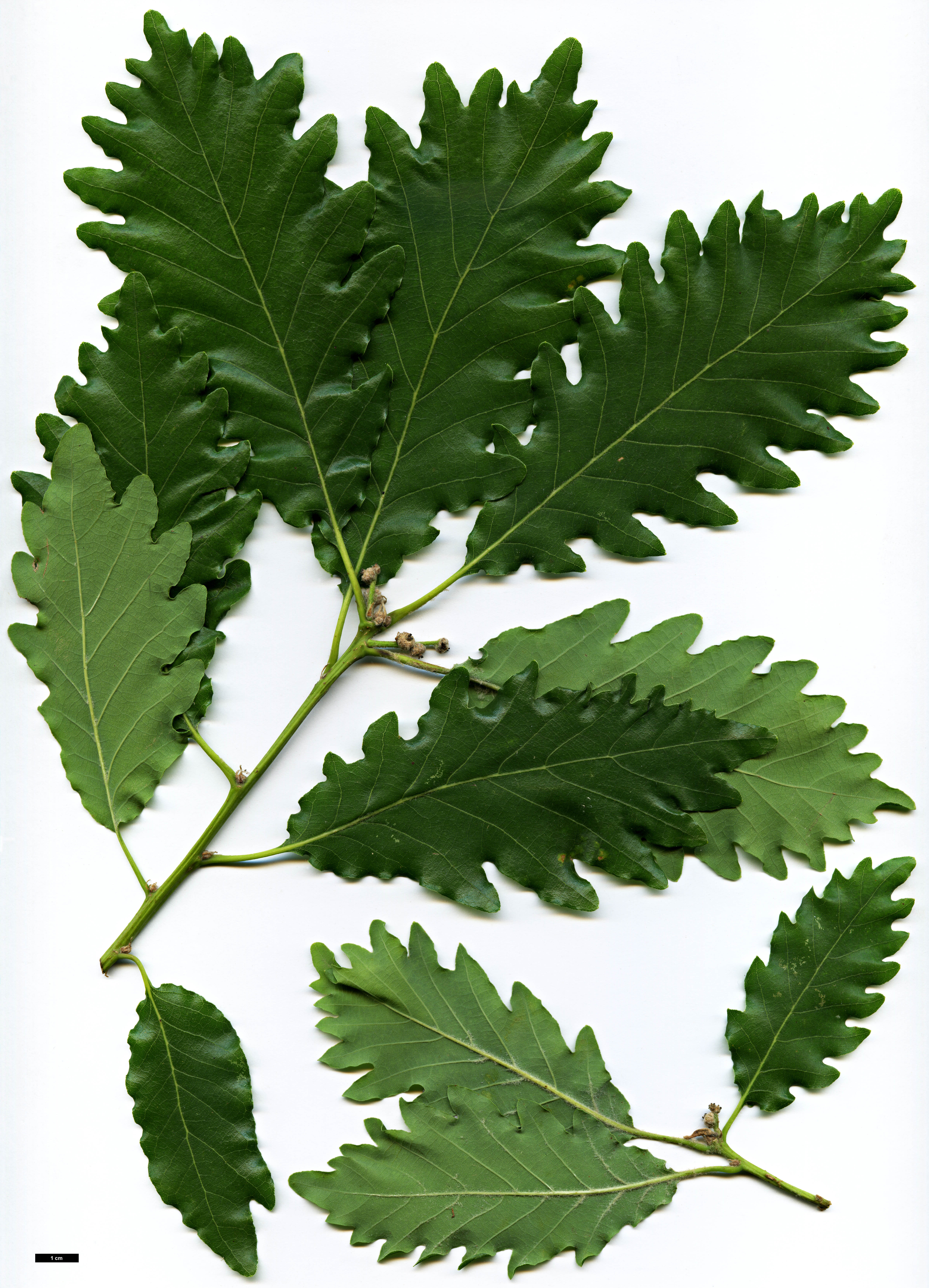 High resolution image: Family: Fagaceae - Genus: Quercus - Taxon: ×streimii - SpeciesSub: 'Kortrijk' (Q.petraea × Q.pubescens)